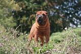 SHAR-PEI 844